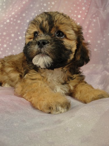 Female Teddy bear puppies for sale Puppy #16 Born September 15, 2011